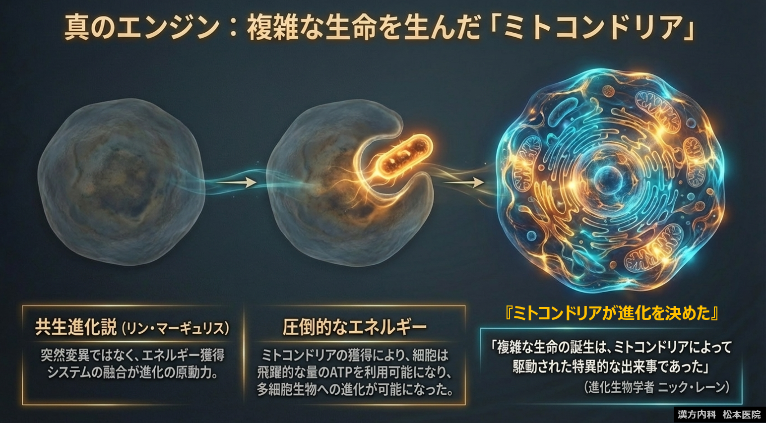 【「“生命の本質”から根本治療を考える」シリーズ第二弾：生命を支えるミトコンドリア Part1　ミトコンドリアが進化を決めた！？　～生命進化の原点としての共生進化説～】