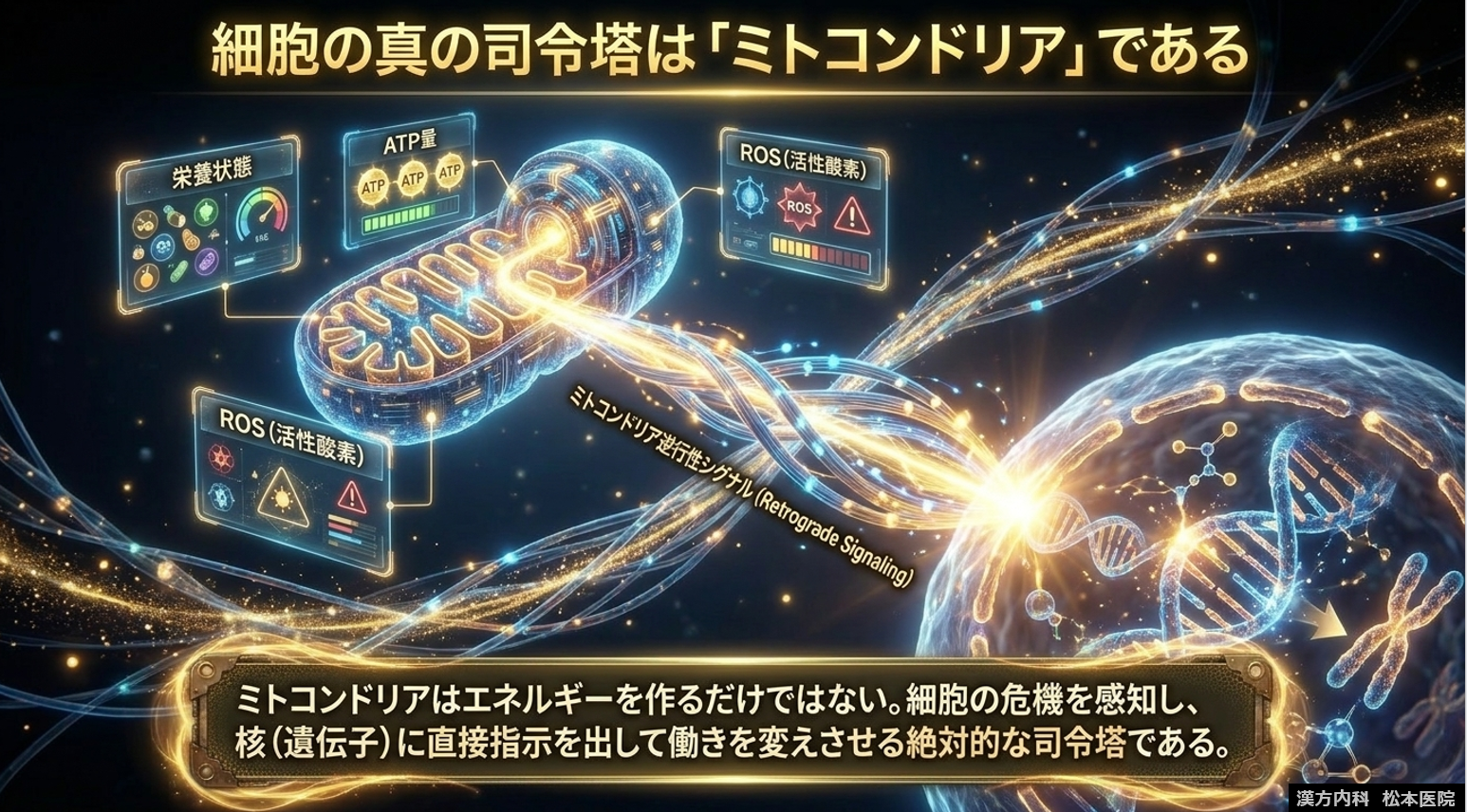 【「“生命の本質”から根本治療を考える」シリーズ第二弾：生命を支えるミトコンドリア Part4　ミトコンドリア＝細胞の司令塔　～エネルギー代謝が遺伝子を制御する～】