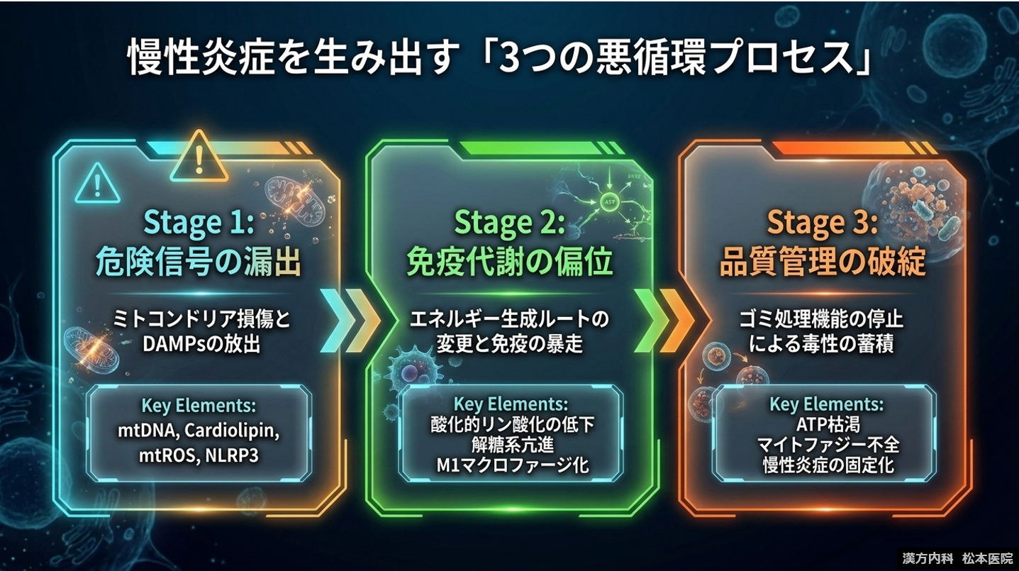 「“生命の本質”から根本治療を考える」シリーズ第三弾：「免疫」とは何か？ Part8 ミトコンドリアと慢性炎症　～慢性疾患の重要な基盤としてのエネルギー代謝異常～